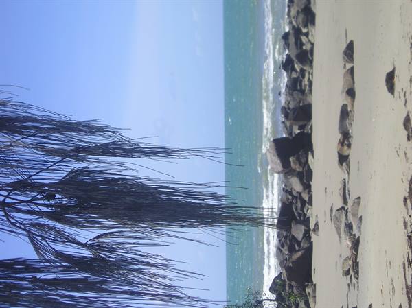 Casuarina branches over sandy beach with rocky shore and turquoise waves