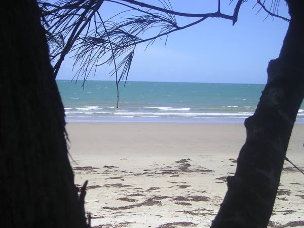 Dark tree trunks frame the sandy beach and turquoise sea under blue sky
