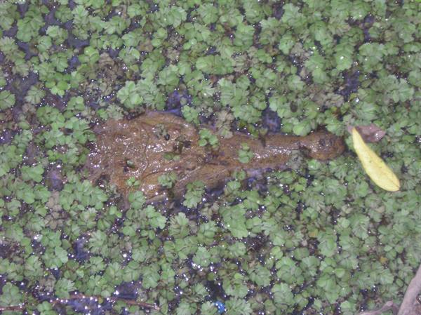 Crocodile submerged in water covered with green duckweed