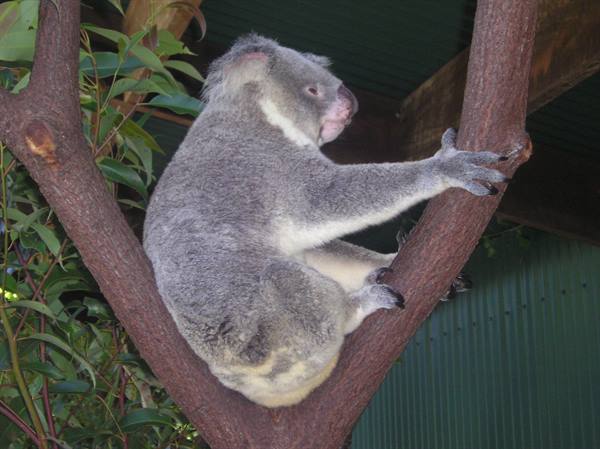 Grey koala gripping a eucalyptus tree fork with both paws