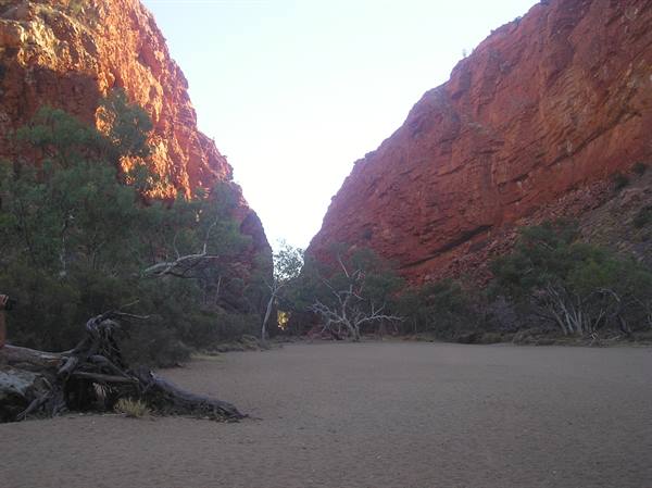 Red rock gorge with steep walls, bare trees and sandy ground, West MacDonnell