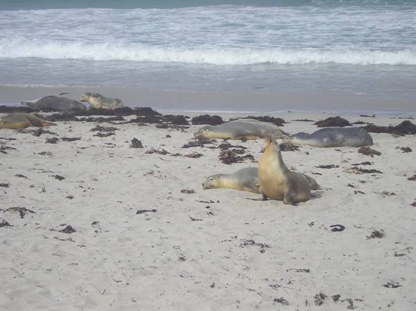 Sea lions resting on white sand, one lifting its head toward the ocean