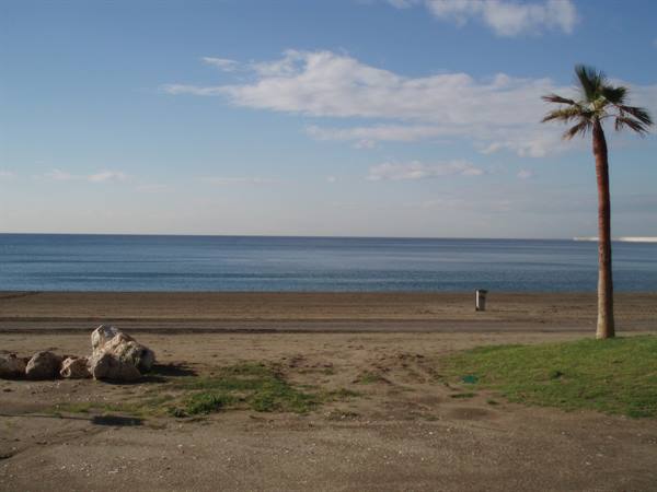 Palm tree on sandy beach before calm blue sea, sky with clouds