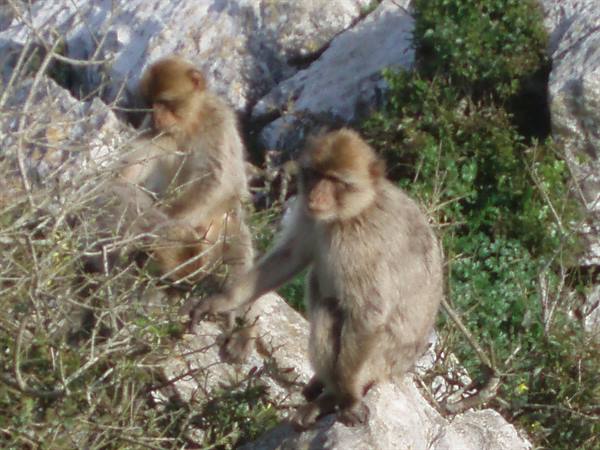 Barbary macaques on limestone rocks among green bushes at Gibraltar
