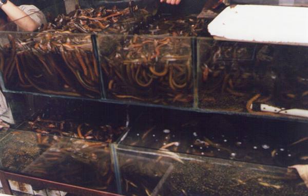 Glass tanks full of live eels at the fish market