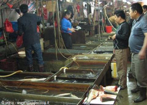 Fish market with water tanks, vendors and customers among hoses and ropes