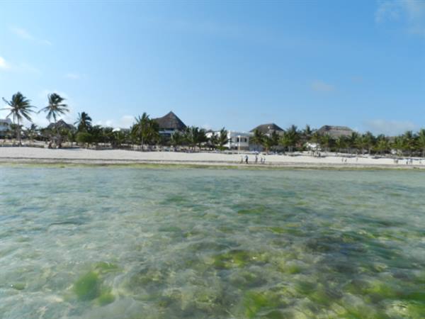 Sandy beach with palm trees and thatched bungalows, clear shallow green water