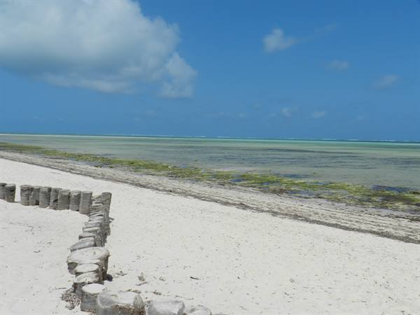 White sand beach with old wooden logs and shallow green sea