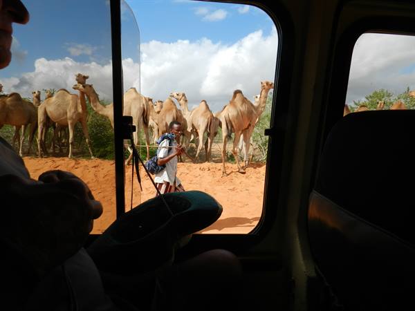 Camels ?