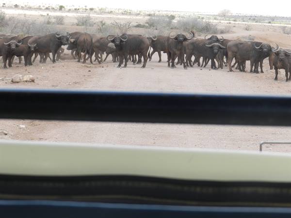 Buffalo herd crossing the dirt road seen from the safari vehicle