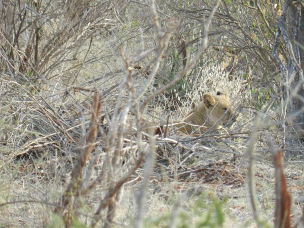 A lioness rests hidden among dry branches and thorny bushes in the savanna
