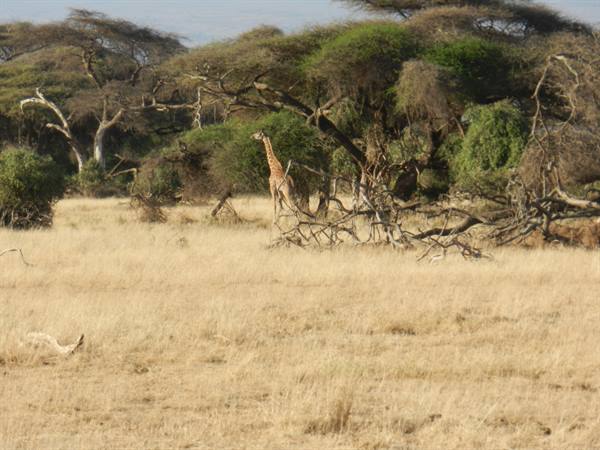 Giraffe among acacia trees and dry branches in Samburu savanna