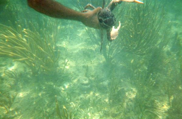 Arm underwater holding a small turtle among green sea rods