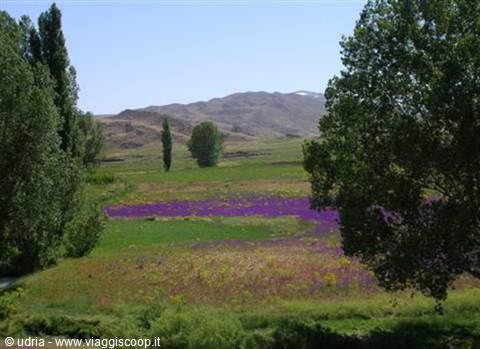 Field of purple flowers with green trees under arid hills
