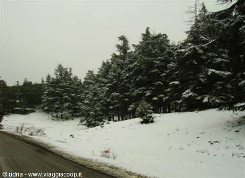 Snowy road past snow-covered fir trees under a grey sky