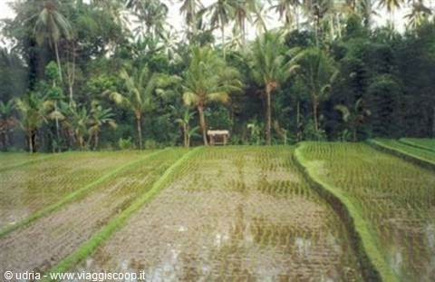 Rice fields