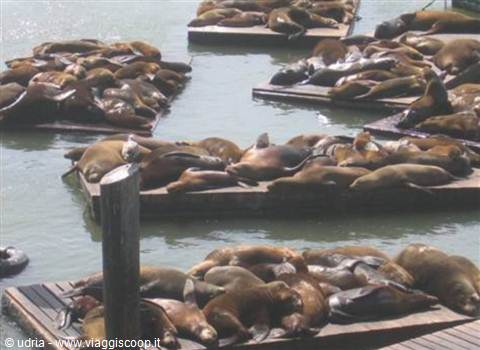 The inhabitants of Pier 39