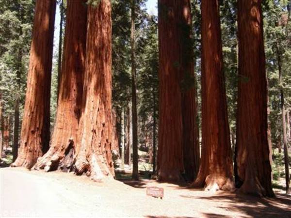 Giant redwood trunks along the road, forest with wooden sign