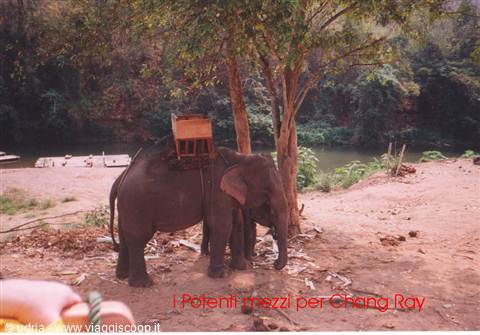 Elephant with wooden seat standing by the river among trees