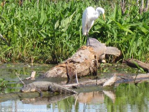 White egret on a log, alligator in the water among green plants