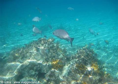 Gray fish and small striped fish swim above coral in turquoise water