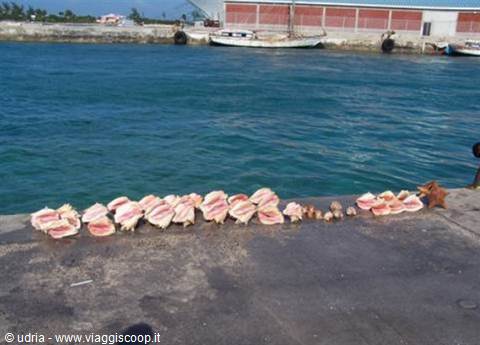Pink conch shells lined up on the concrete dock beside turquoise harbor water