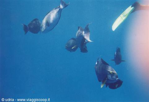 Surgeonfish swimming in blue water, yellow fin of snorkeler visible