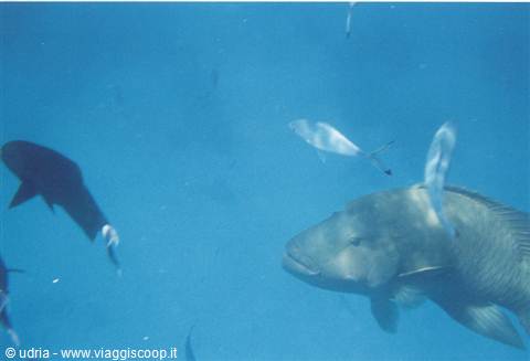 Fish swimming in blue water including a large grouper