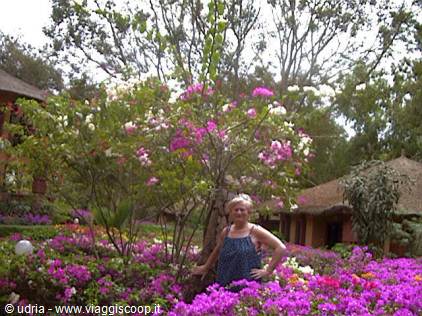Woman in blue dress among blooming bougainvillea bushes and thatched-roof bungalows