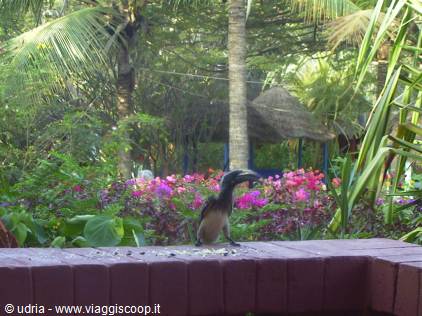 Hornbill perched on a brick wall among pink flowers and palms