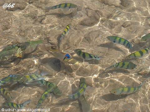 Sergeant major fish swimming in shallow clear water over sunlit sand