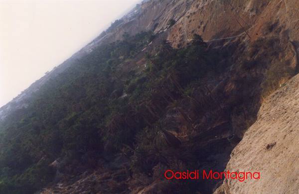 Dense palm grove at the base of the steep rocky cliff in the mountain oasis