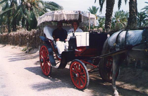 Grey horse pulls a fringed-canopy carriage among palm trees