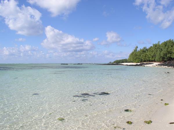 Clear turquoise water over white sand, row of green trees on the right