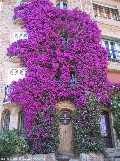 Purple bougainvillea covering the stone facade of a house with wooden door
