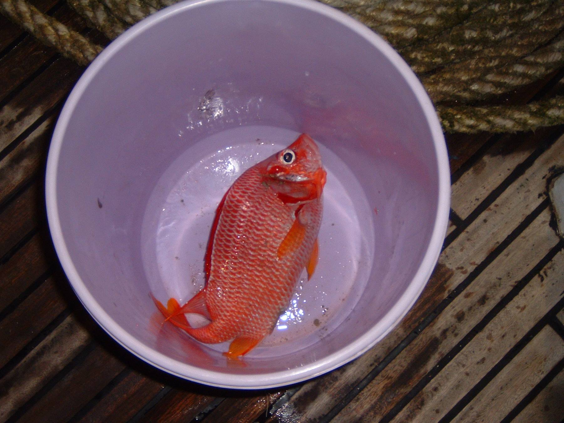 The Only Fish Caught