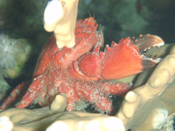 PreContinente_Crab at Night