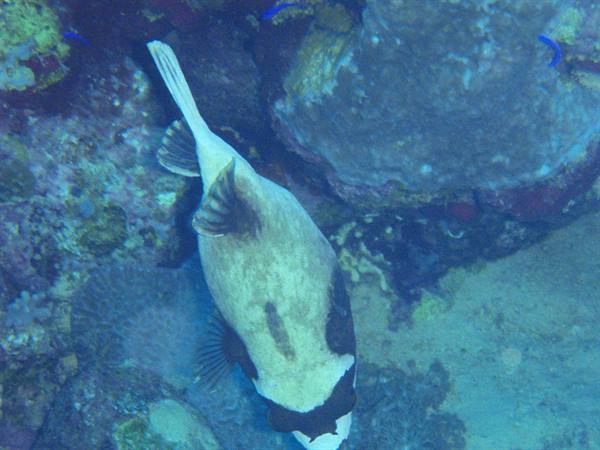 Masked Puffer, my favourite