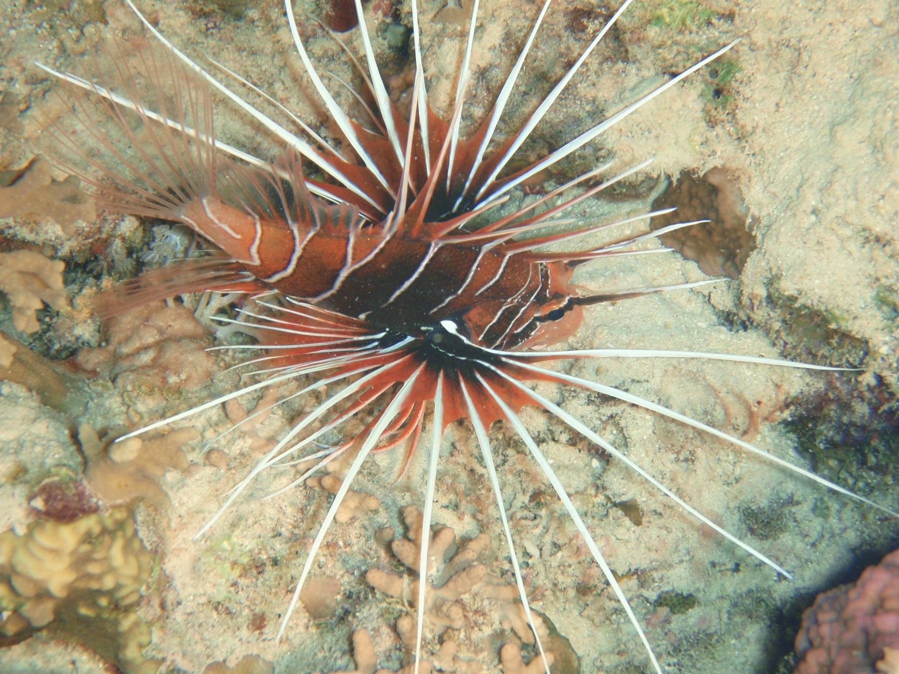 Lion Fish