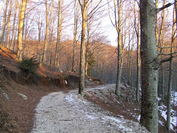 MONTELLA - Vegetation in winter