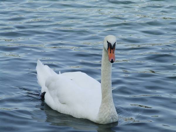 LUCERNE - Lonely swan