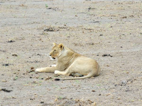 the lady of Amboseli