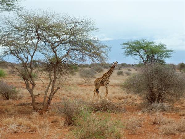 Giraffe walking among acacia trees on red savanna soil