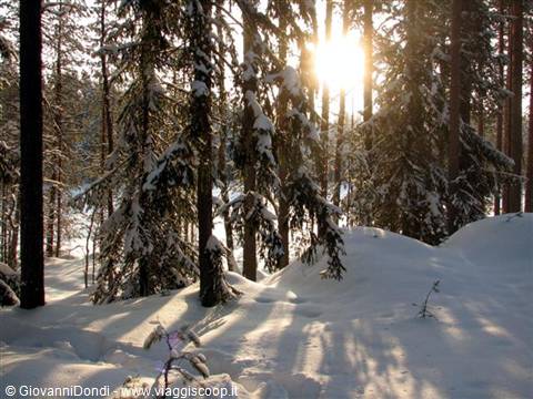 but soon the morning sun penetrates the forest
