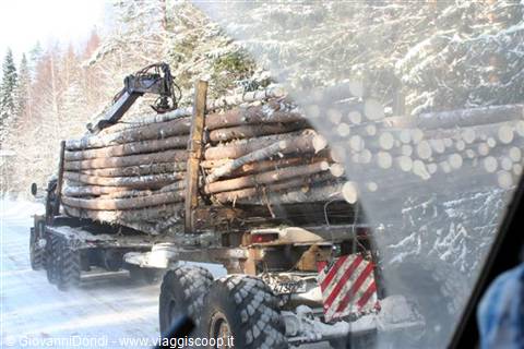 travelled by the loggers' trucks
