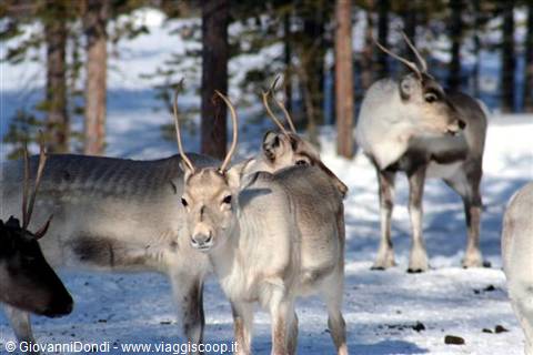 Other young reindeer
