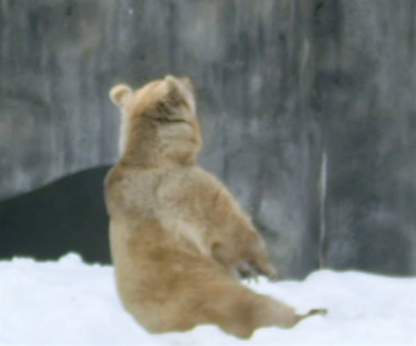 Polar bear at the zoo.....busy doing yoga!!!