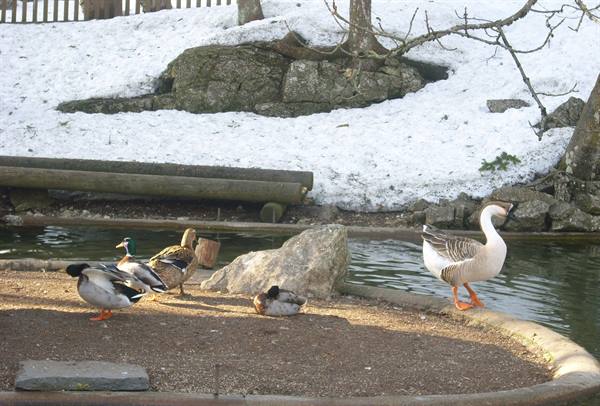 Mexican duck and geese on the snowy pond shore