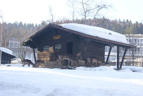 Deer beneath a snow-covered wooden cabin, winter light