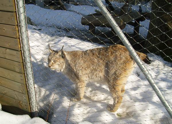 Lynx with ear tufts behind wire fence, snowy sunny enclosure